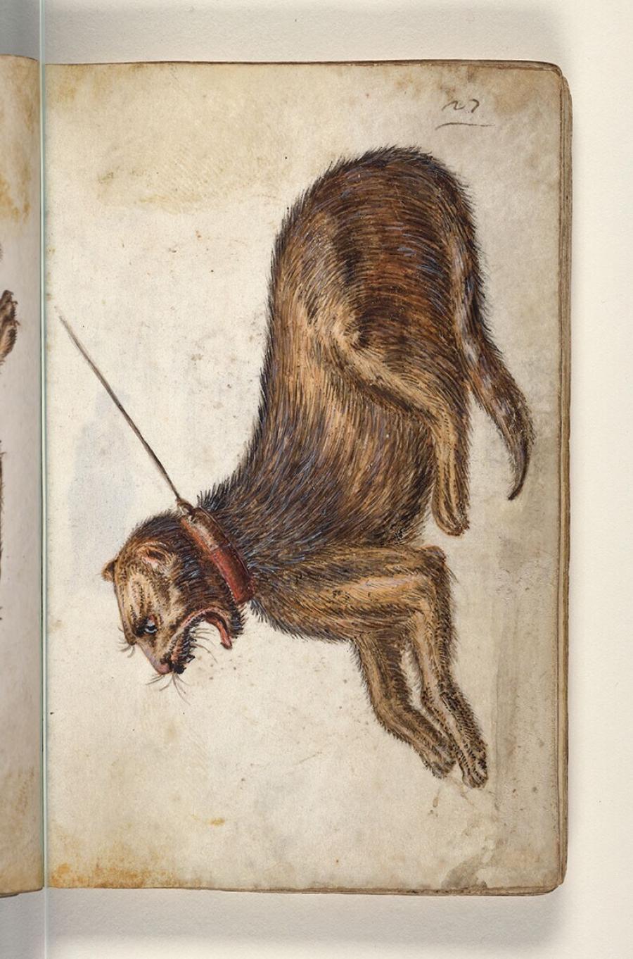 Folio uit een tekeningenboek: aangelijnde liggende wilde kat