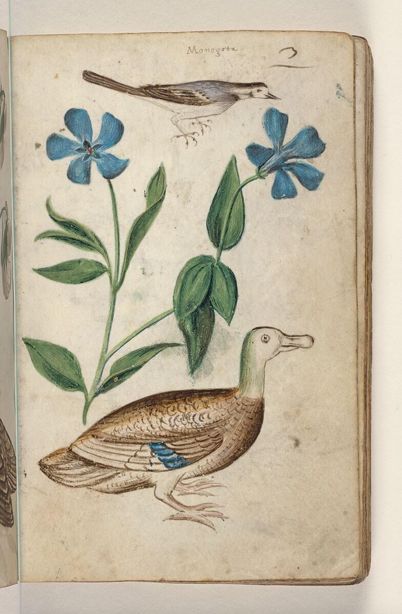 Folio uit een tekeningenboek: witte kwikstaart (motallica alba), kleine maagdenpalm (vinca minor), wilde eend (anas platyrhynchos)