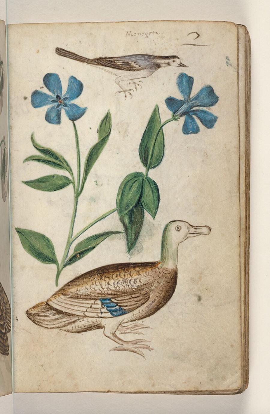 Folio uit een tekeningenboek: witte kwikstaart (motallica alba), kleine maagdenpalm (vinca minor), wilde eend (anas platyrhynchos)