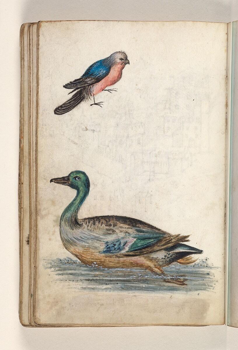 Folio uit een tekeningenboek: fantastievogel in roze en blauw, wilde eend (anas platyrhynchos)