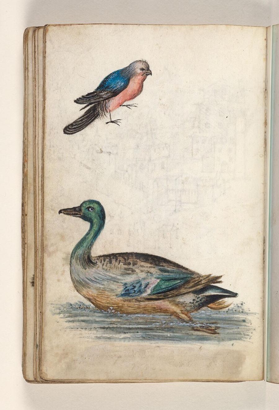 Folio uit een tekeningenboek: fantastievogel in roze en blauw, wilde eend (anas platyrhynchos)