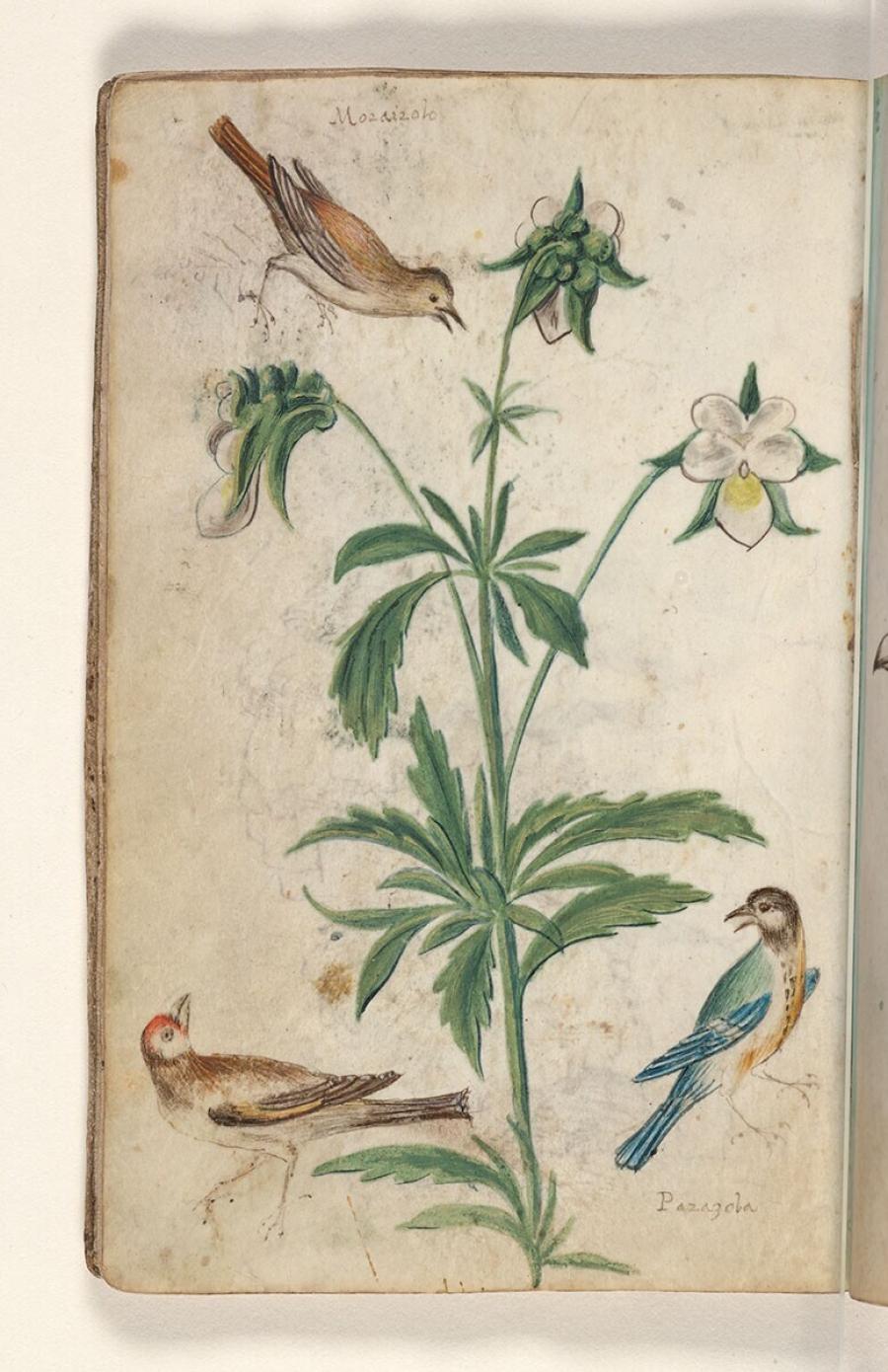 Folio uit een tekeningenboek: gekraagd roodstaart-vrouwtje (phoenicurus phoenicurus), akkerviooltje (viola arvensis), koolmees (parus major), putter (carduelis carduelis)