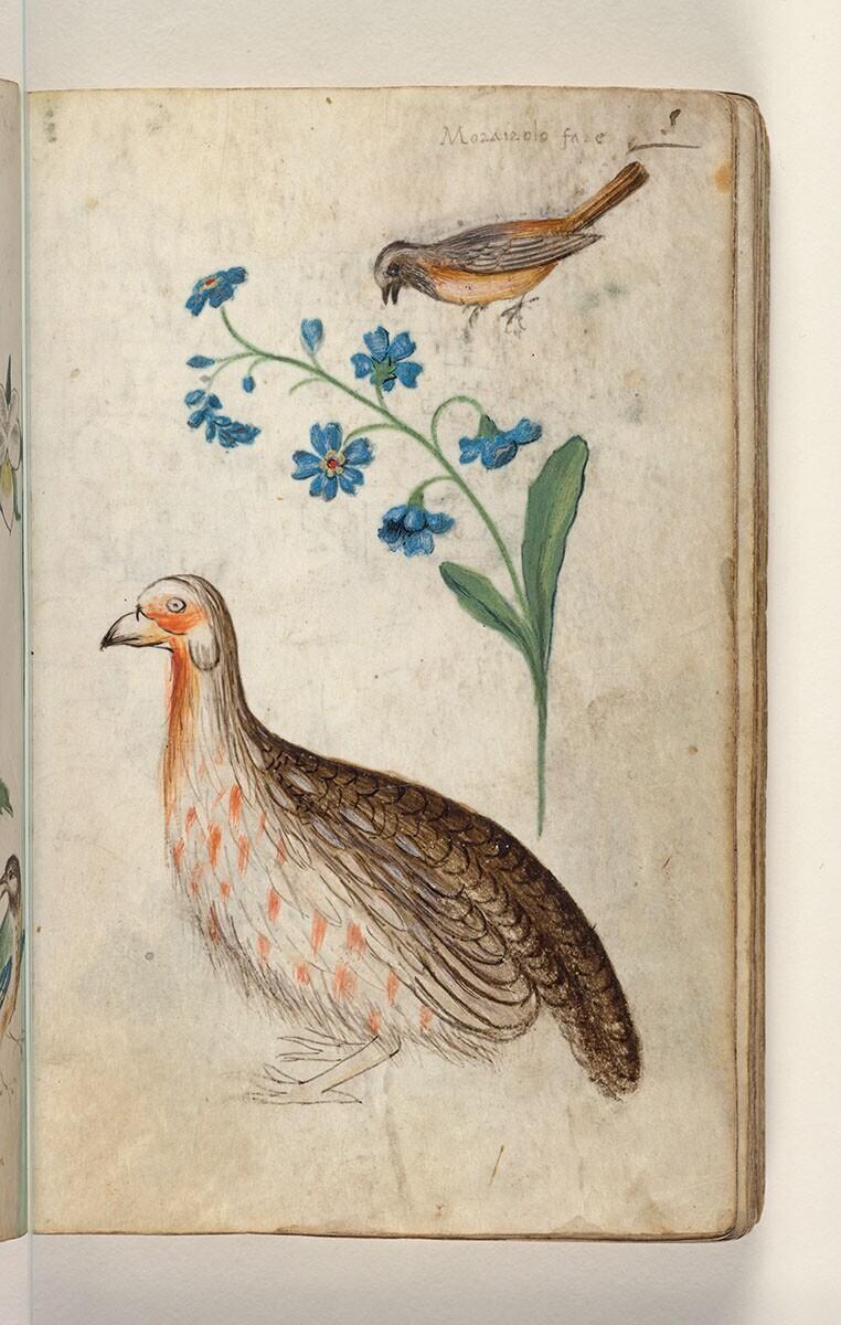 Folio uit een tekeningenboek: gekraagd roodstaart-mannetje (phoenicurus phoenicurus), vergeet-mij-nietje (myosotis sp.), patrijs (perdix perdix)