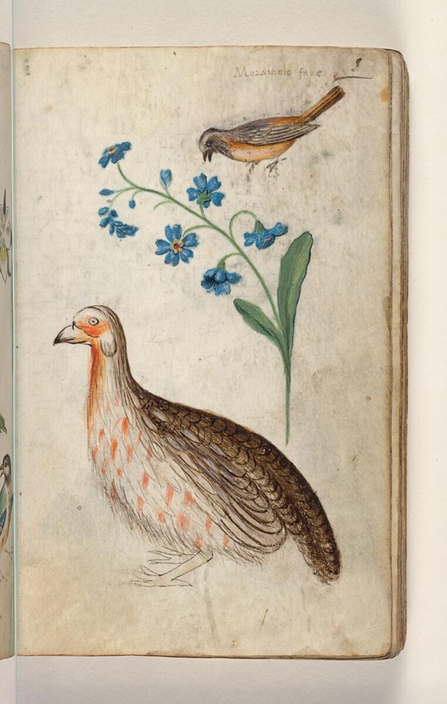 Folio uit een tekeningenboek: gekraagd roodstaart-mannetje (phoenicurus phoenicurus), vergeet-mij-nietje (myosotis sp.), patrijs (perdix perdix)
