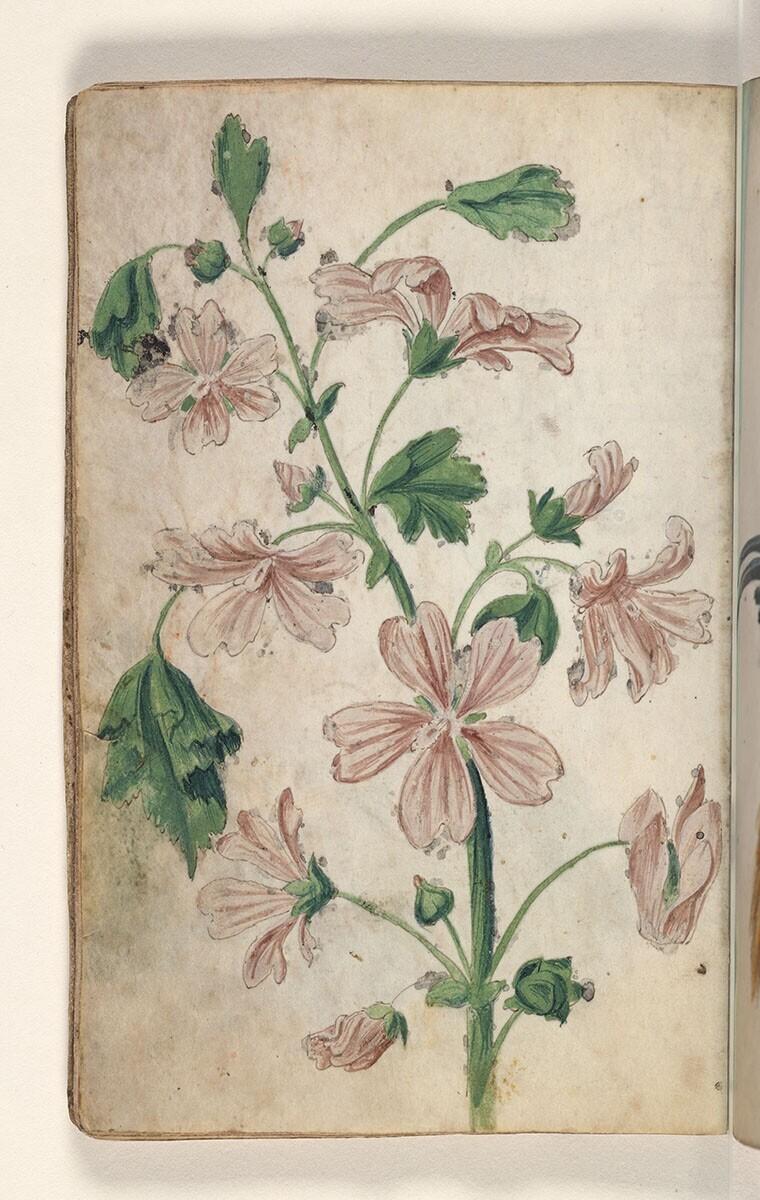 Folio uit een tekeningenboek: groot kaasjeskruid (malva sylvestris)