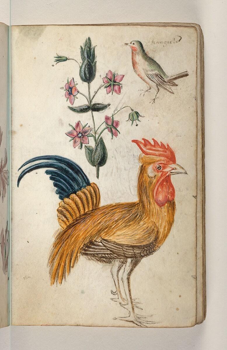 Folio uit een tekeningenboek: guichelheil (anagallis arvensis), vink (fringilla coelebs), haan