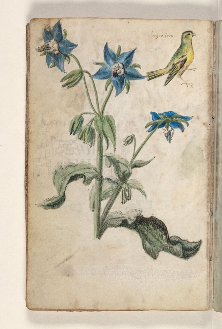 Folio uit een tekeningenboek: bernagie (borago officinalis), sijs (carduelis spinus)