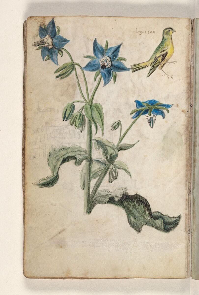 Folio uit een tekeningenboek: bernagie (borago officinalis), sijs (carduelis spinus)