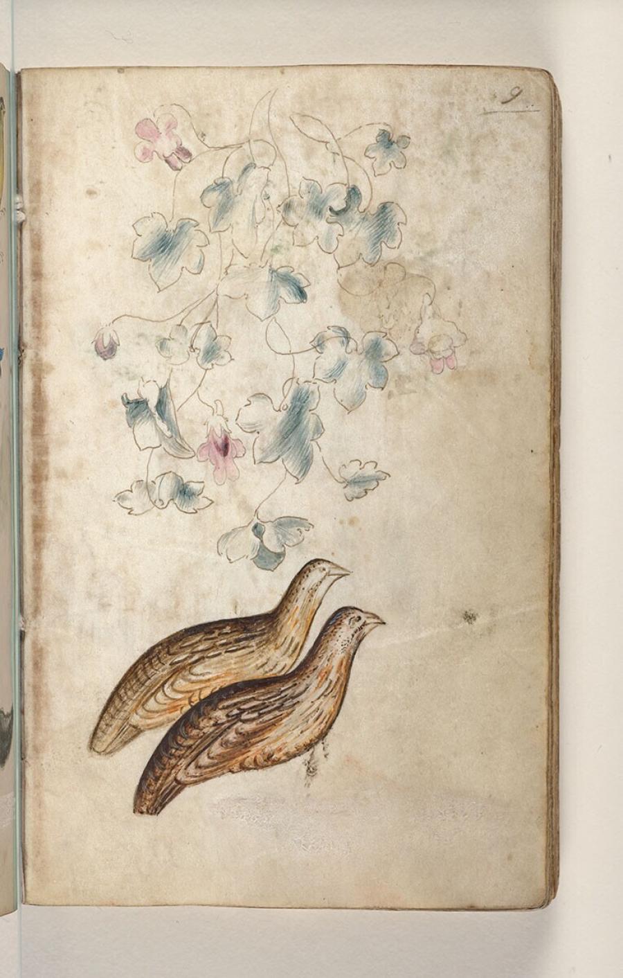 Folio uit een tekeningenboek: muurleeuwenbek (linaria cymbalaria), kwartels (coturnix coturnix)
