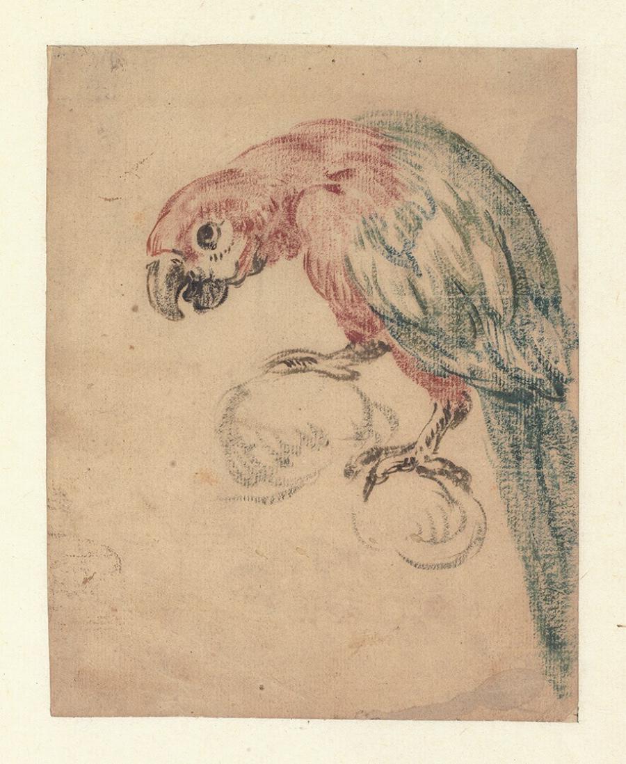 A Parrot