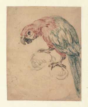 a-parrot