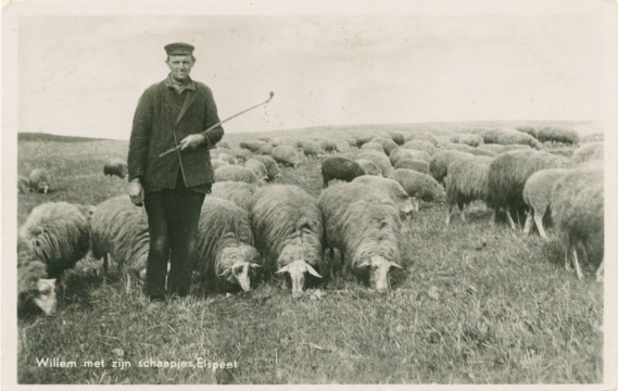 Afb. 14. Ansichtkaart ‘Willem met zijn schaapjes, Elspeet’, ca. 1942, Noord-Veluws Archief